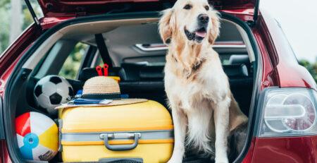 Essentials for Dogs